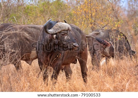 african cape buffalo in Kruger National Park, South Africa with red-billed oxpecker showing the symbiotic relationship of mutual benefit