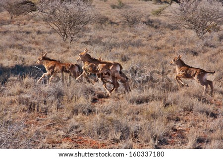 group of baby sable antelope running in South Africa, a panning shot showing movement