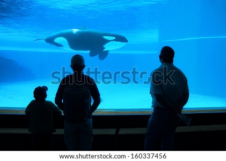 father and two sons watching orca whale in aquarium, silhouettes against blue water