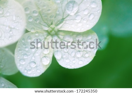 close-up of white hydrangea flowers with dew drops, for texture or background