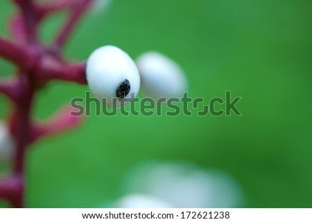 closeup of the deadly berries of the doll's eye plant