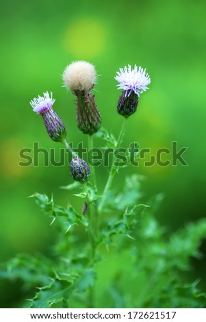 thistle plant showing bud, flower and seed, purple with natural green background