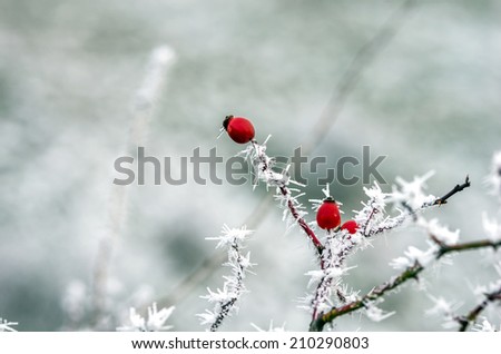 Winter detail on frostbitten wild rose-hips