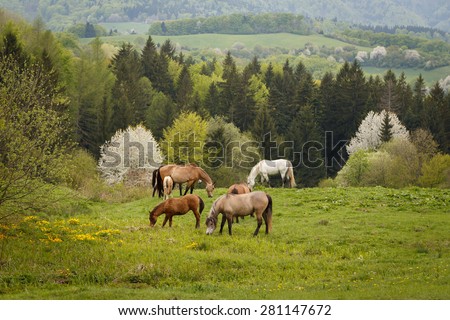grazing horses on a green mountain meadows, spring nature of Slovakia