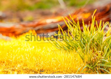 detail yellow moss and green grass on a wild nature