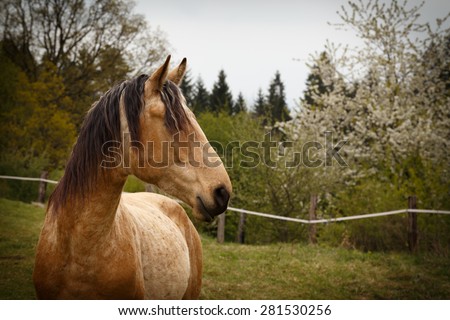 posing horses on a green mountain meadows, spring nature of Slovakia