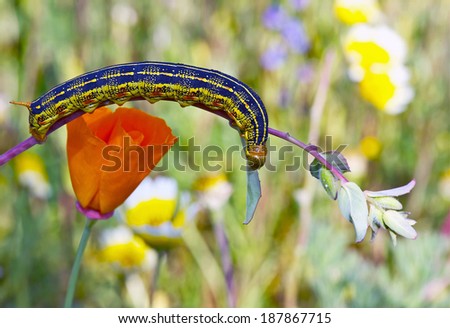 Caterpillar: White Lined Sphinx Larva Feeding
