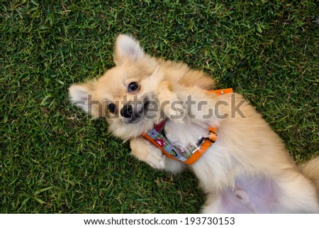 Little dog laying down on the lawn