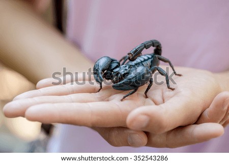 Asian woman holding giant forest scorpion on hand