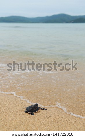 Little turtle go oceans
