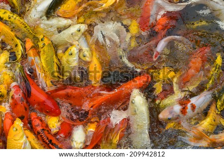 Lots of Koi Carps Fish Japanese swimming   Cyprinus carpio  beautiful color variations natural organic