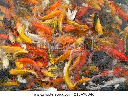 Lots of Koi Carps Fish Japanese swimming   Cyprinus carpio  beautiful color variations natural organic