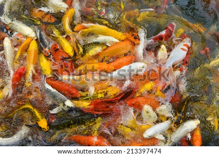 Lots of Koi Carps Fish Japanese swimming ?Cyprinus carpio beautiful color variations natural organic