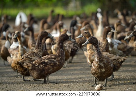 Lots of duck in local farm Thailand