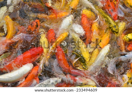 Lots of Koi Carps Fish Japanese swimming Cyprinus carpio beautiful color variations natural organic