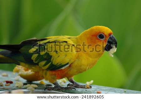 Yellow parrot, RSA, Africa