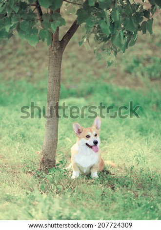 Cute sweet dog on the grass, vintage pastel photo