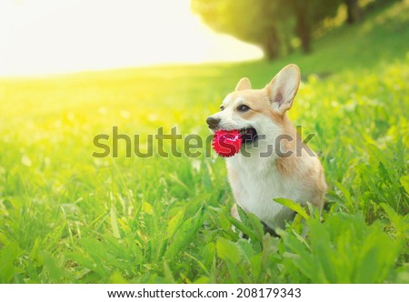 Joyful positive dog Welsh Corgi Pembroke playing with ball in summer sunny day