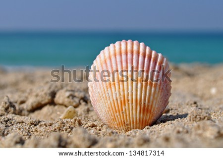 Seashell on a beach on a sunny summer day