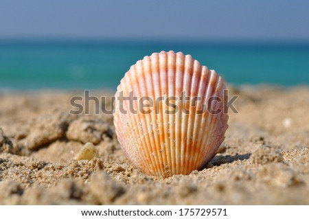 Seashell on a beach on a bright summer day