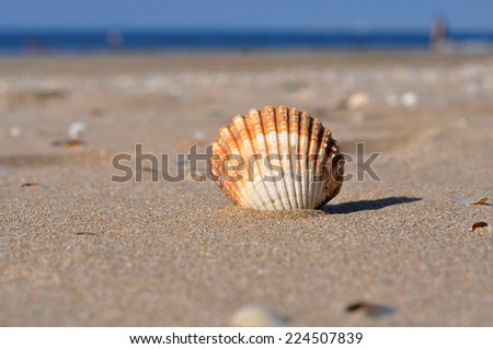 Seashell on a beach on a bright summer day