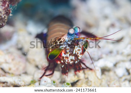 Peacock Mantis Shrimp, Odontodactylus scyllarus