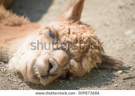alpaca of very stupid sleepy face