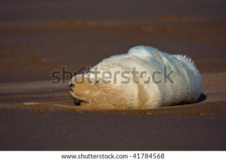 baby grey seal sleeping on the beach