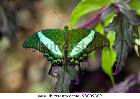 Emerald Swallowtail Butterfly