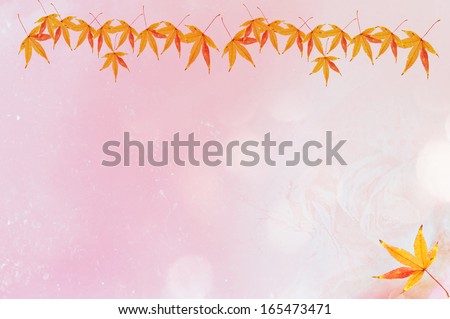 The maple leaves on the pink background