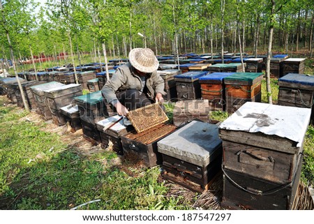 Beekeepers to check the queen bee