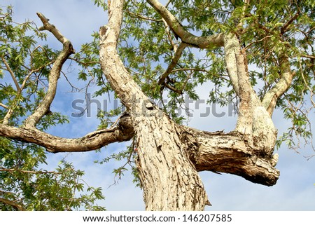 The big trunk and green leafs of tamarind tree