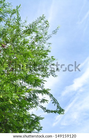 Tamarind tree and blue sky