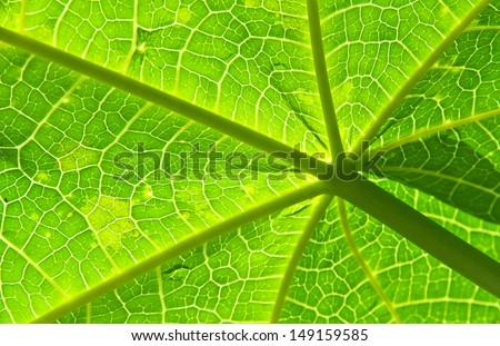 Papaya leaf under sunshine
