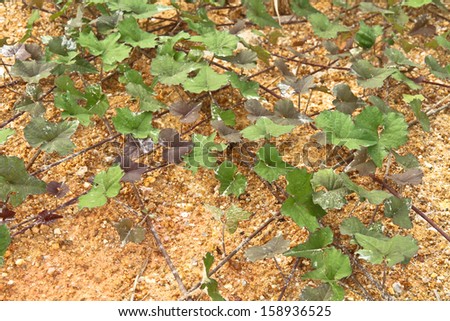 Climber plant on brown soil