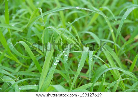White dew on green grass