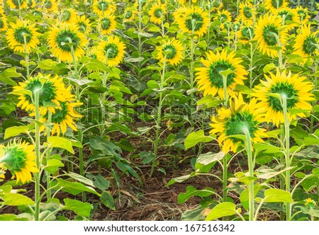 Back of sunflower under sunshine