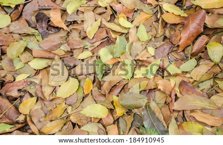 Brown and green leaf pile