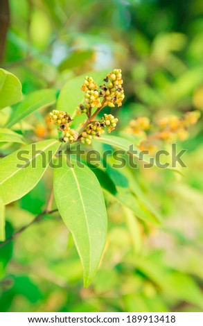 Small flower and green leaf of Avicennia marina tree