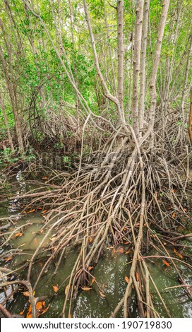 Root and trunk of mangrove in forest