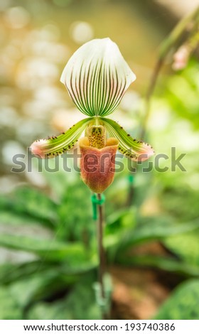 Pink lady\'s slipper orchid