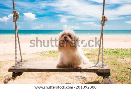 Little dog on wood swing beside blue sea in summer