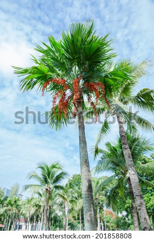 Green leaf and red fruits of palm in cloudy day