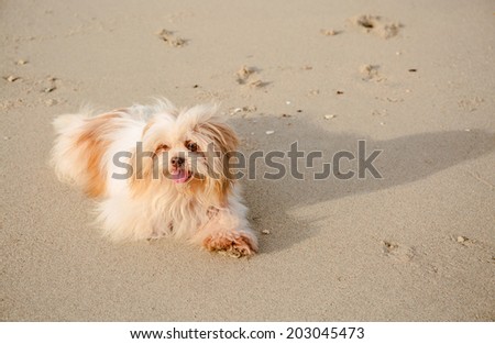 Little long hairy dog on sea beach