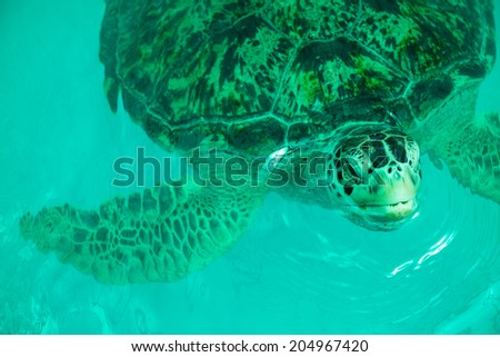Old sea turtles in green pool