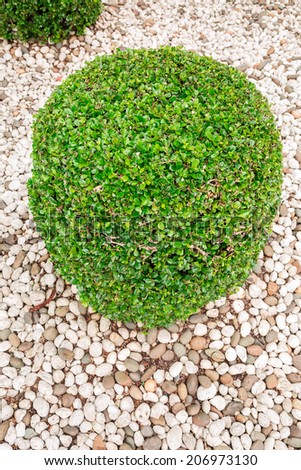Sphere green bushes in stone garden