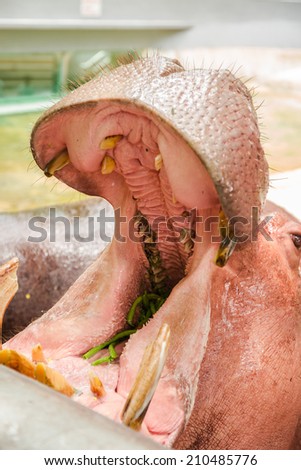 Big hippo showing teeth