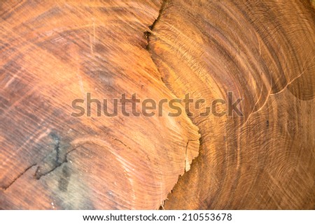 Annual rings of a big tree trunk
