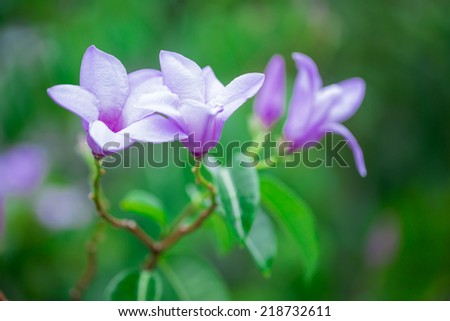 Sweet purple flower in green garden