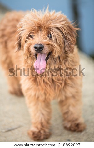 Little brown hairy dog